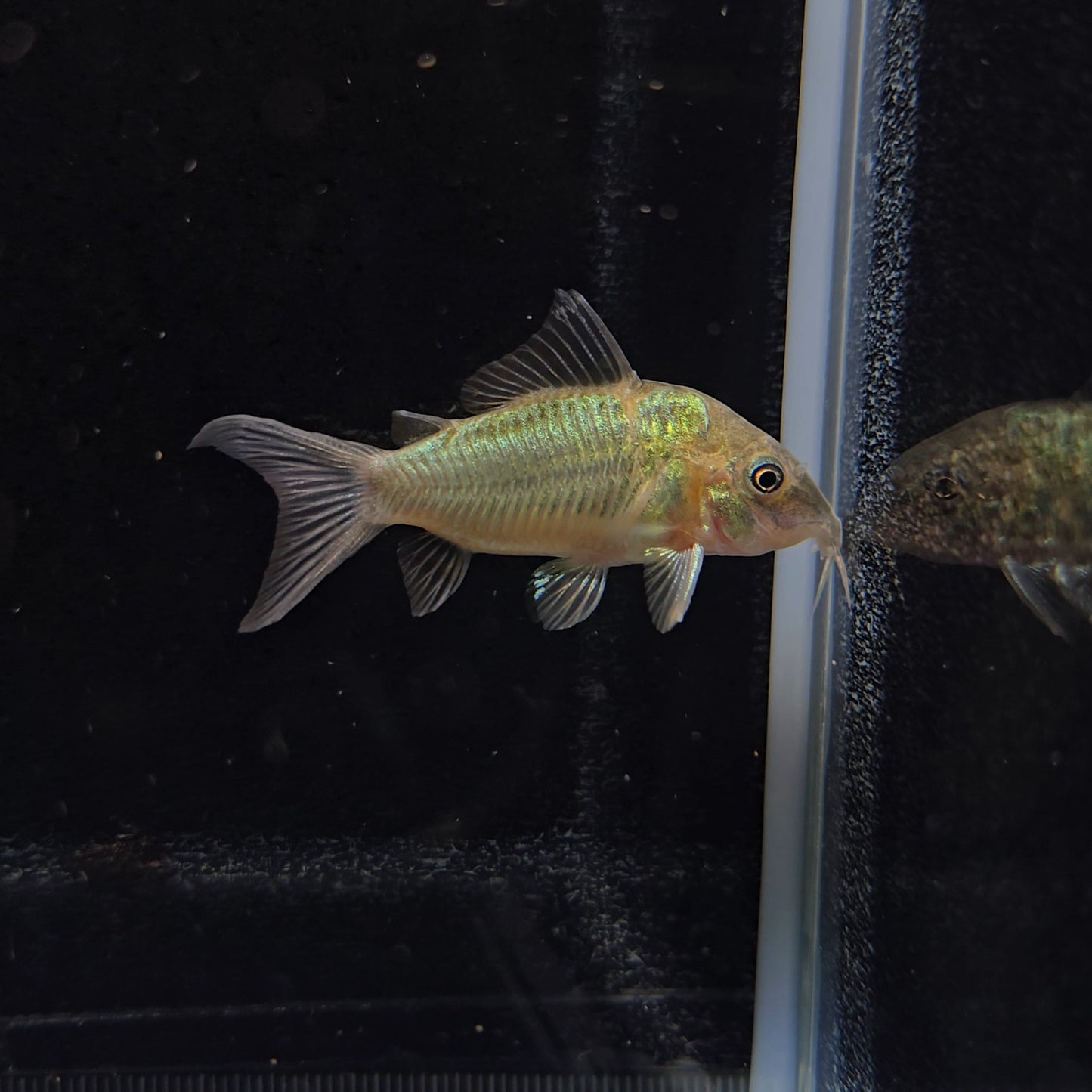 Brochis Splendens bred md-lg