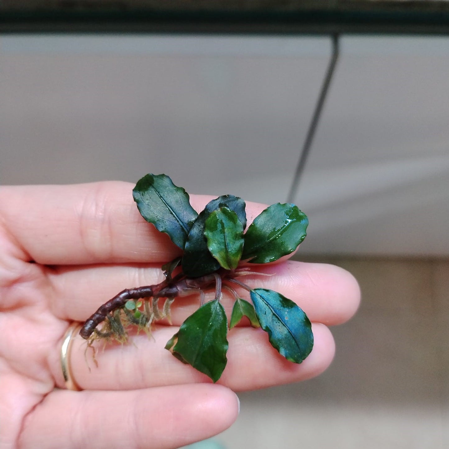 Bucephalandra Brownie Series