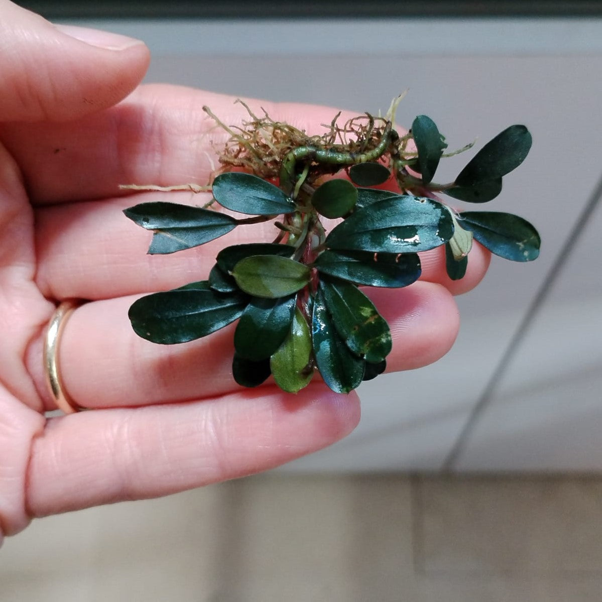 Bucephalandra Mini Coin