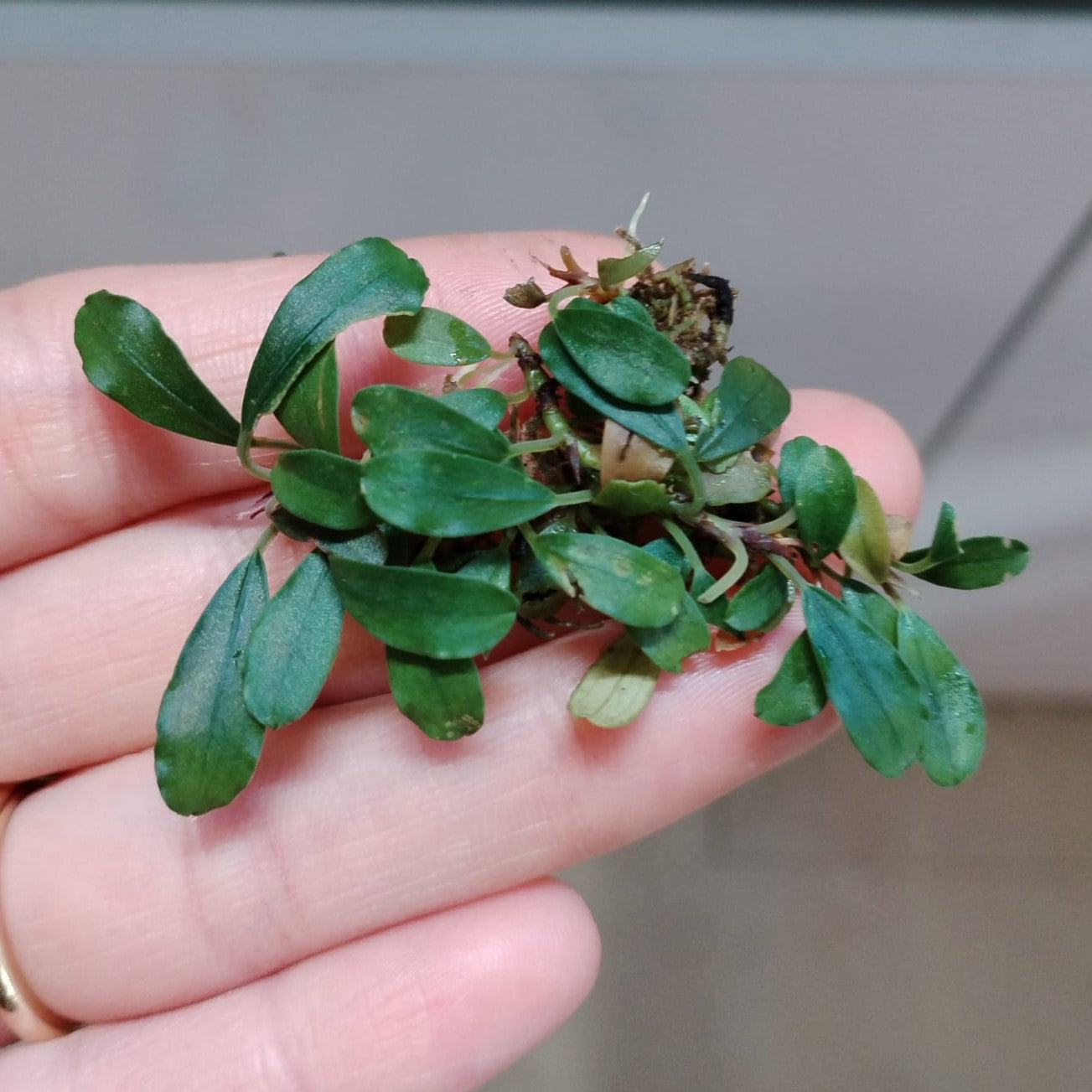 Bucephalandra Mini Melawi