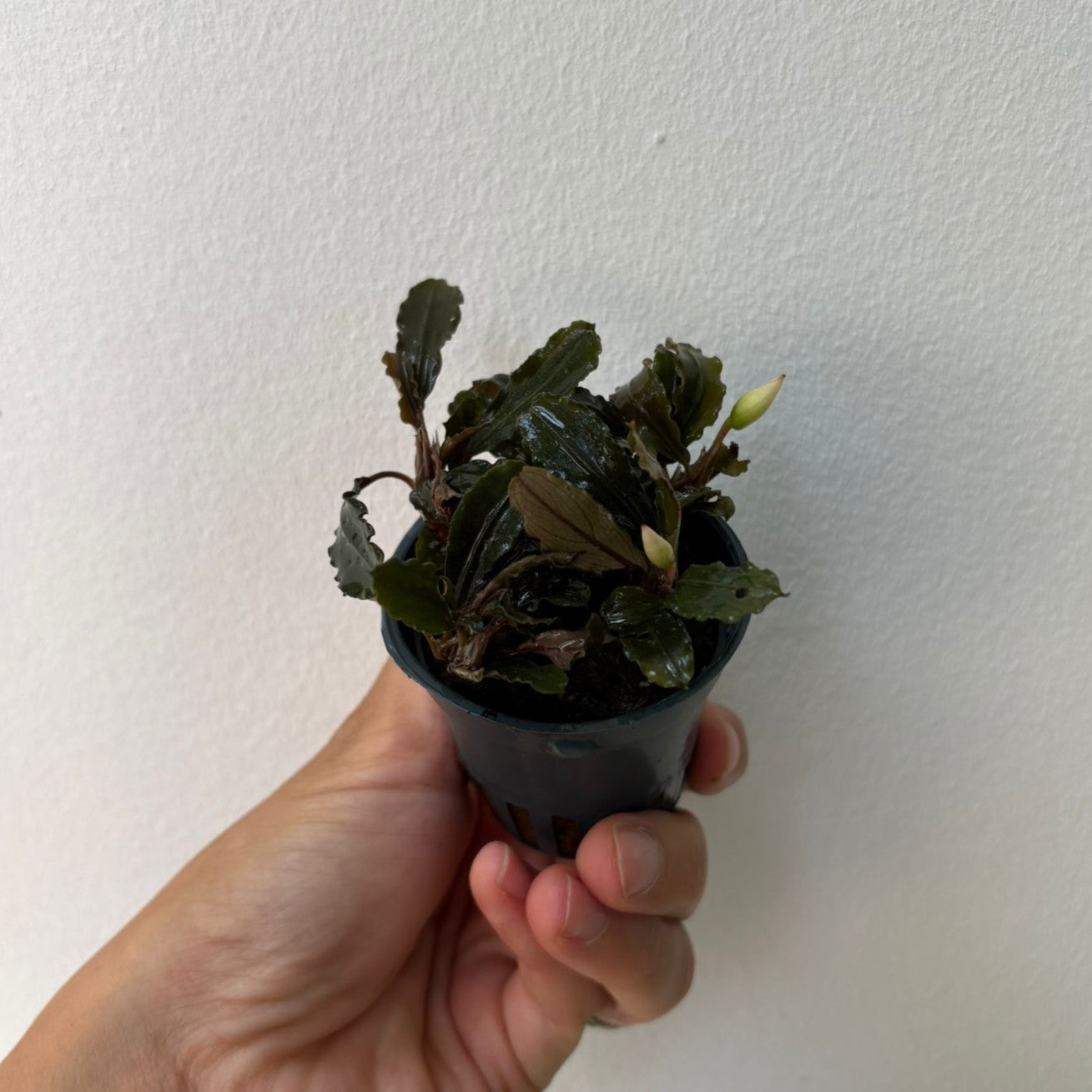 Bucephalandra mini red | oferta