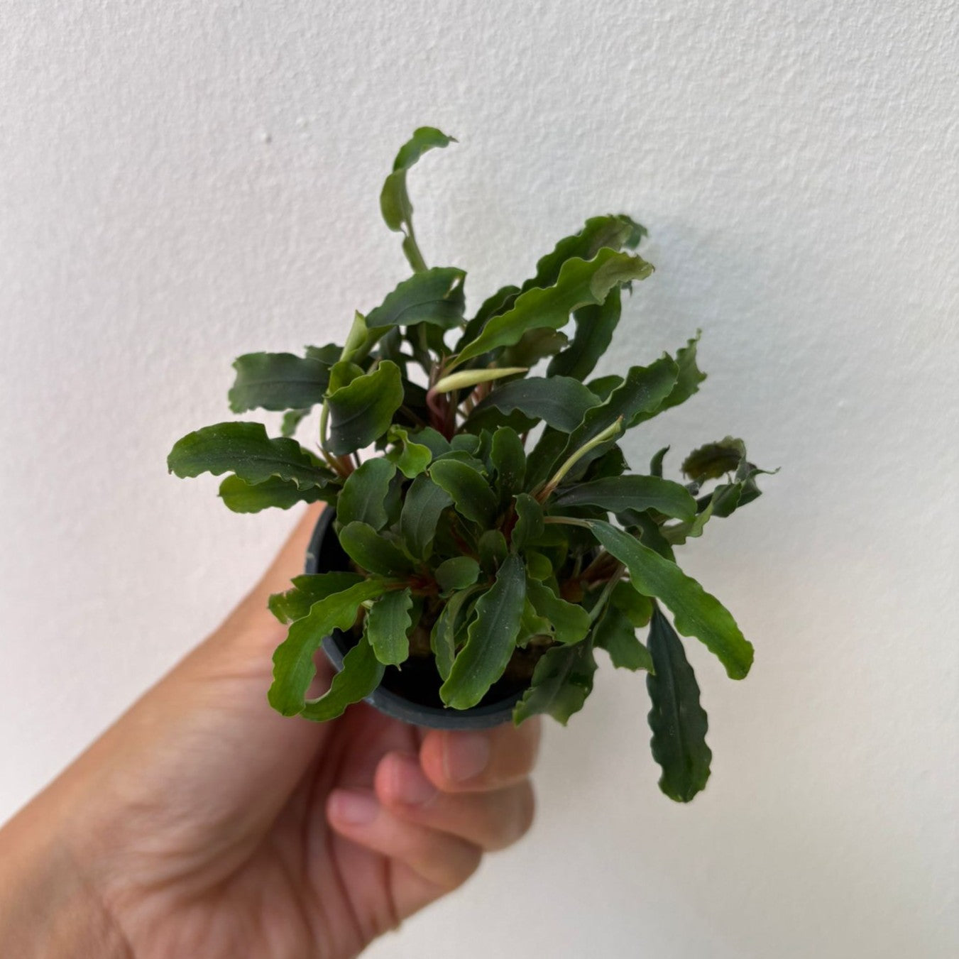 Bucephalandra wavy green | oferta