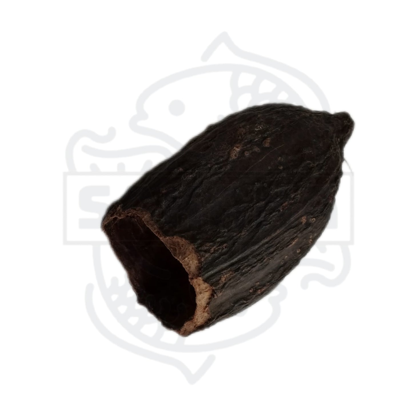 Cacao Pod - 1 ud