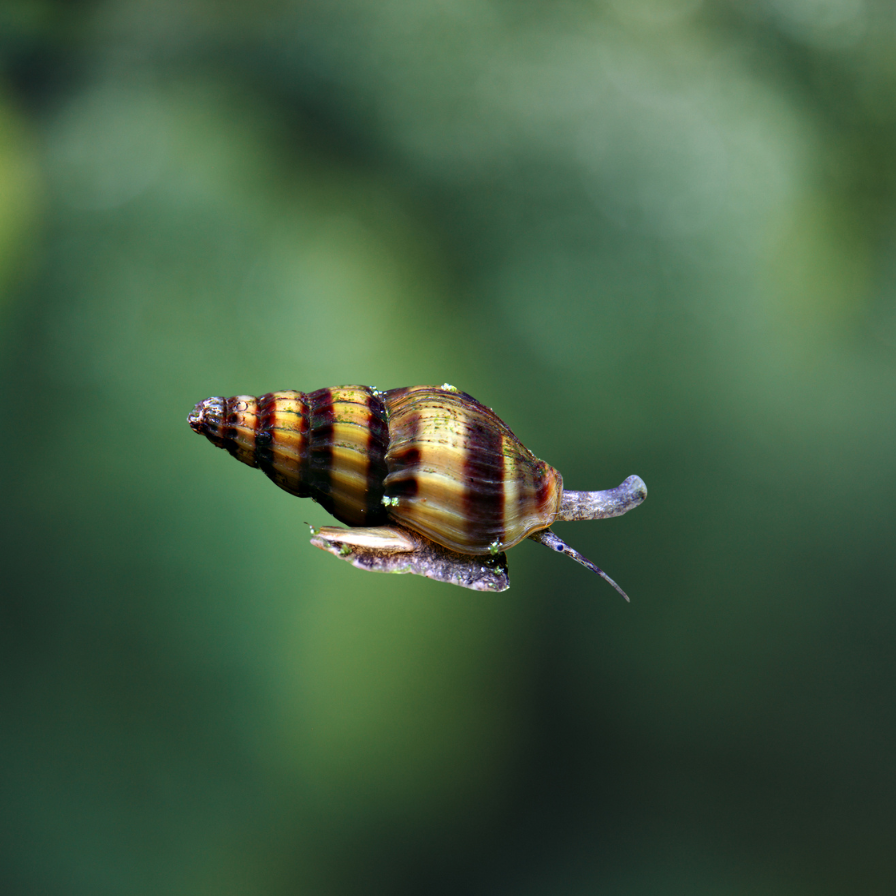 Caracol anentome helena | come caracoles