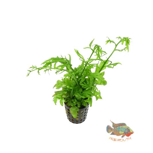 Ceratopteris cornuta | planta para acuario