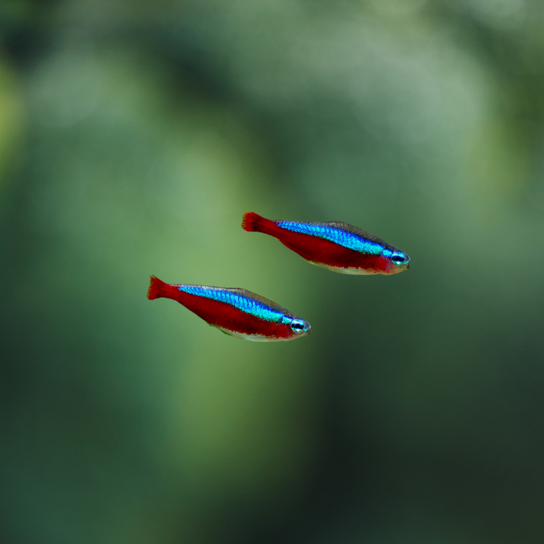 Cheirodon (paracheirodon) axelrodi