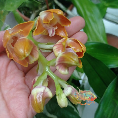Chysis bruennowiana orquídea