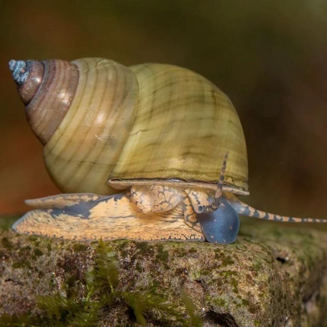 Cipangopaludina leucythoides | peces agua dulce