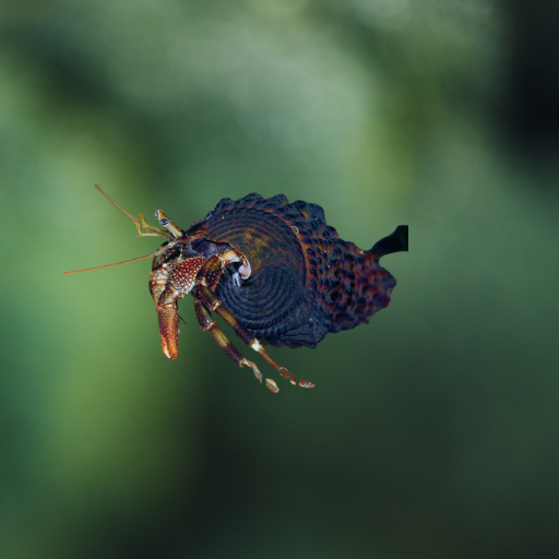 Clibanarius africanus