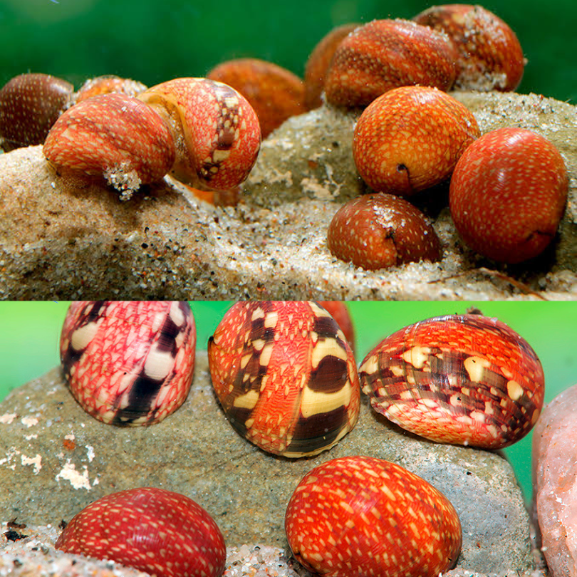 Clithon sowerbianum / pink lady