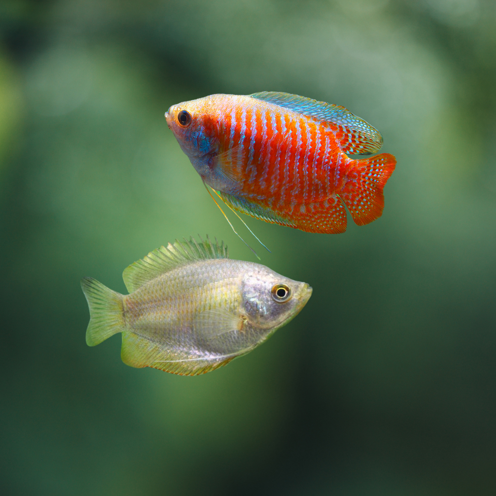 Colisa Lalia - Trichogaster lalius | peces agua dulce