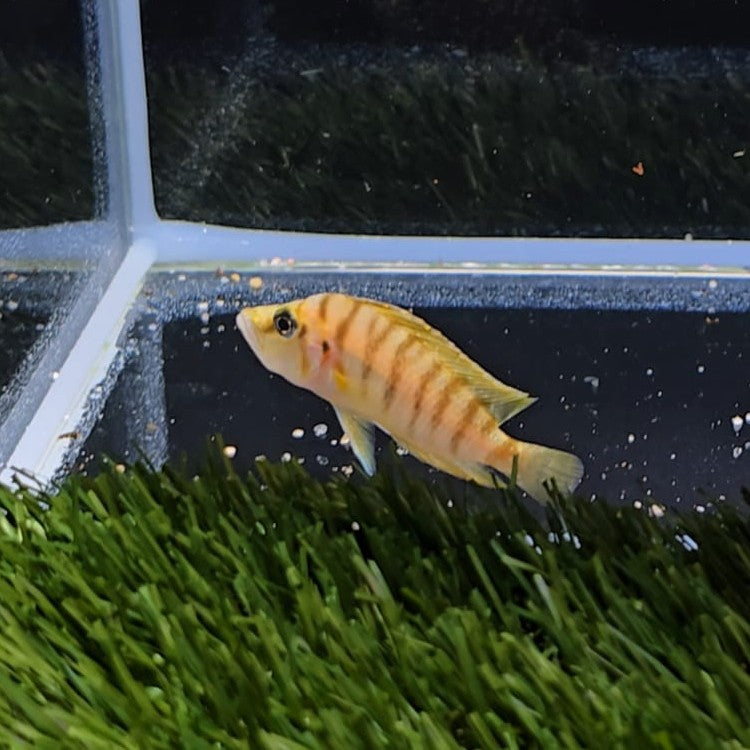 Altolamprologus compressiceps Kasanga