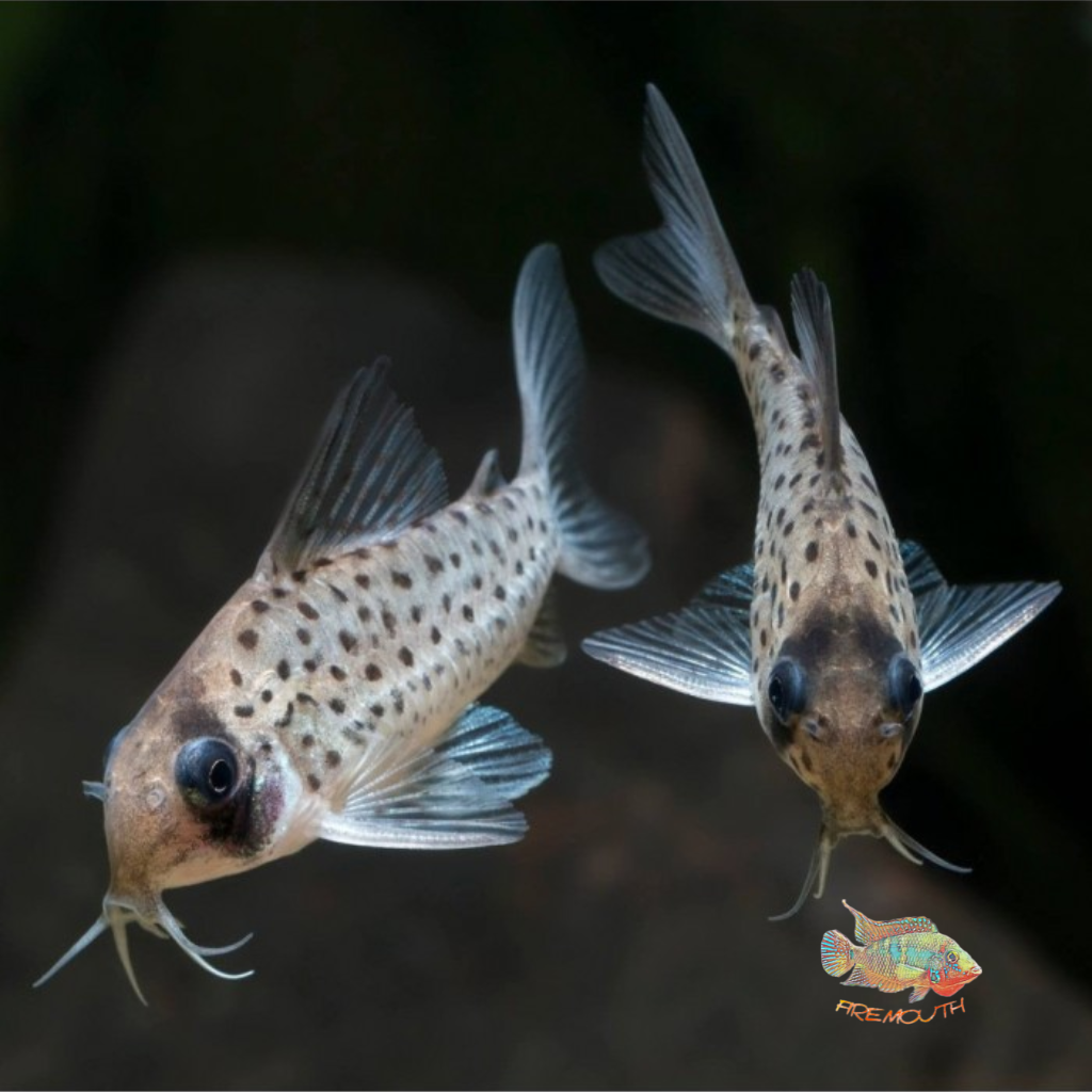 Corydoras atropersonatus md-lg