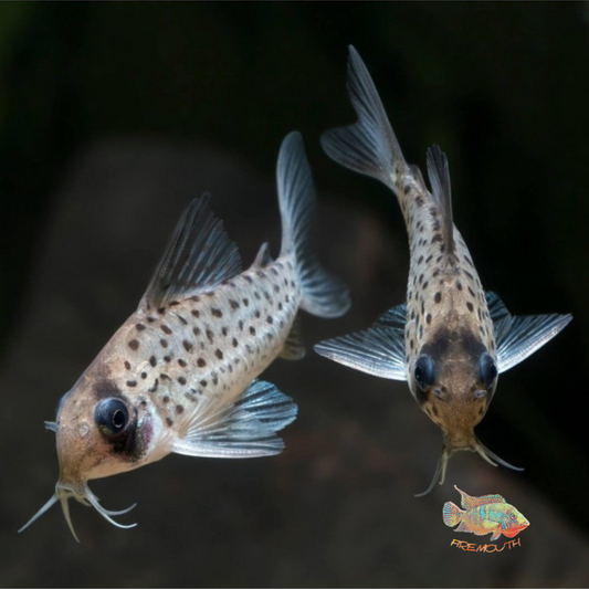 Corydoras atropersonatus | peces de agua dulce