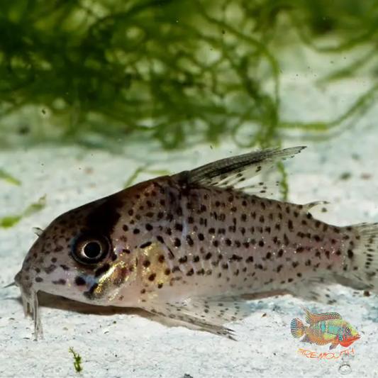Corydoras Kanei | peces agua dulce