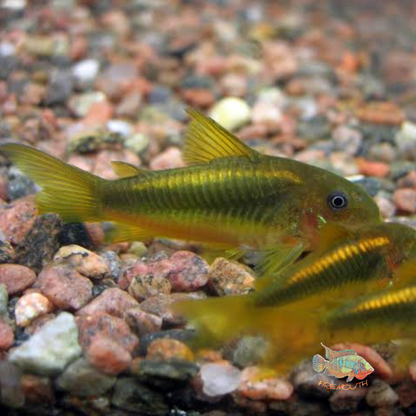 Corydoras Neon gold stripe Wild CW10 | fish
