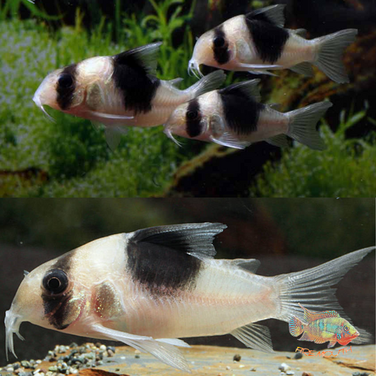 Corydoras New Panda CW51 | peces agua dulce