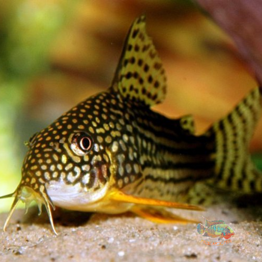 Corydoras Sterbai | peces de agua dulce