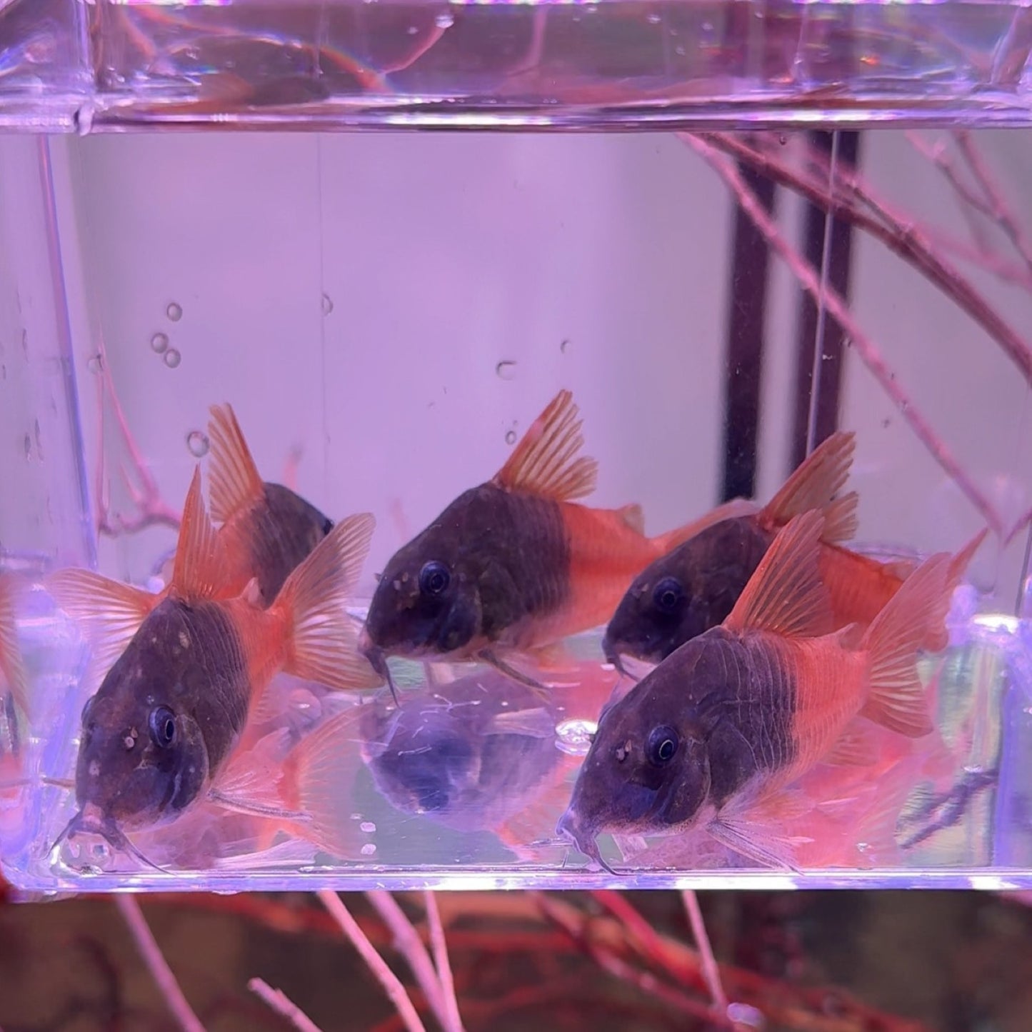 Corydoras concolor tomo river CW217 adultas