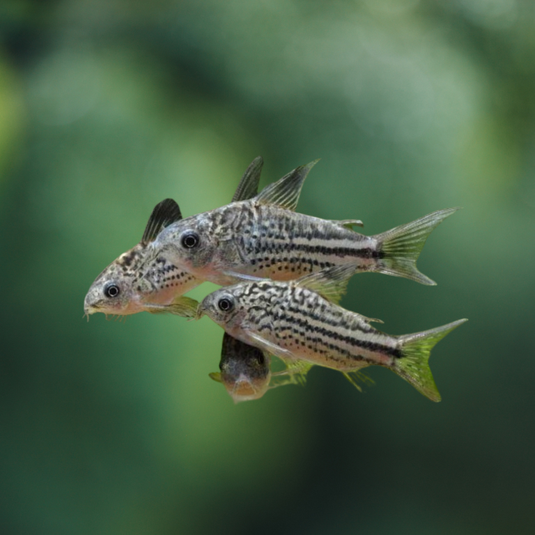 Corydoras Nanus talla 2,5-3cm