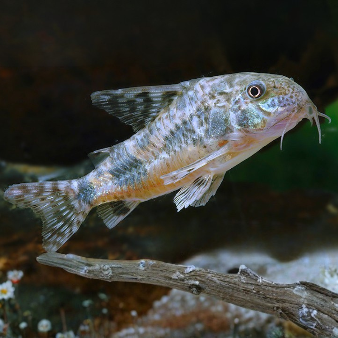 Corydoras paleatus talla 3