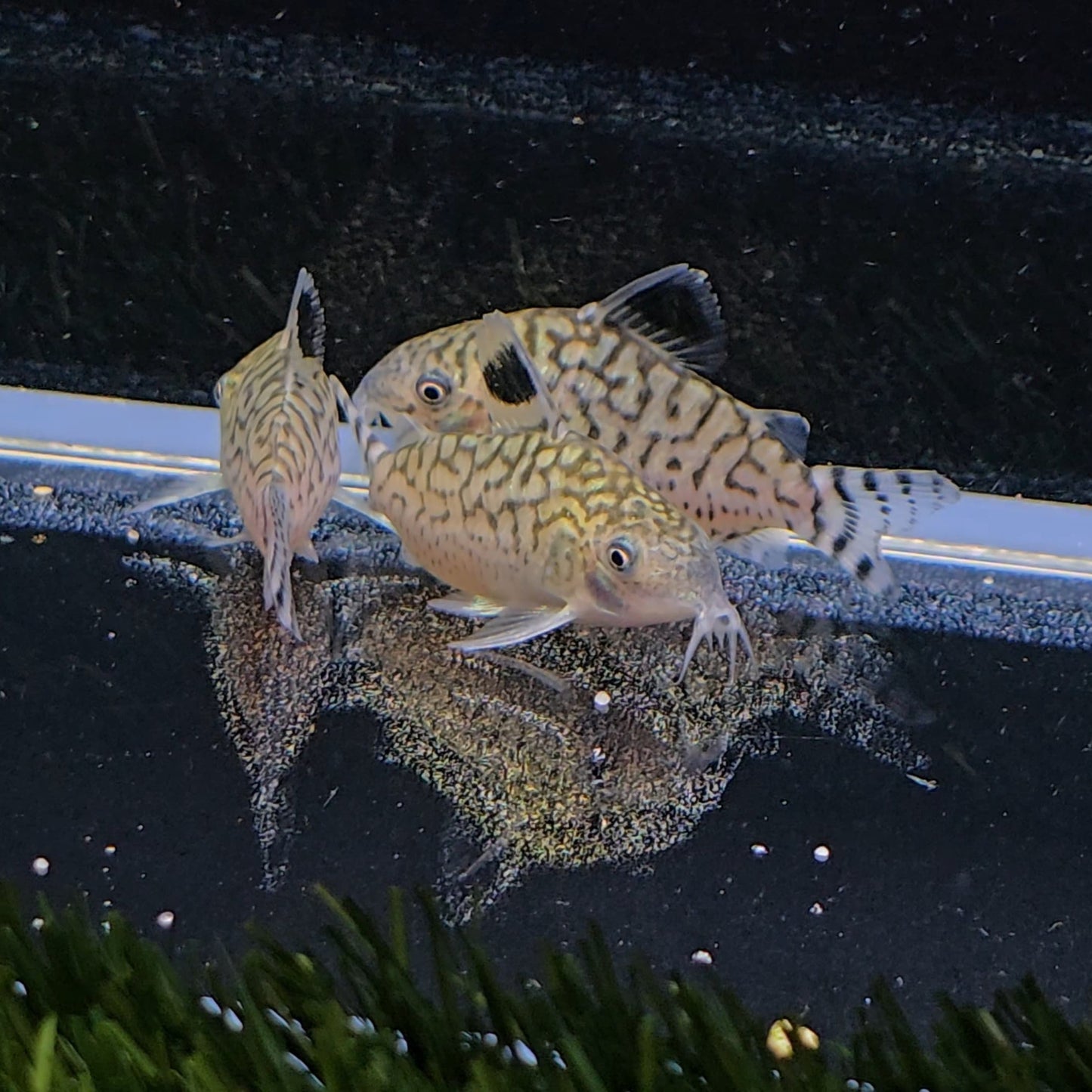 Corydoras reticulatus xlg