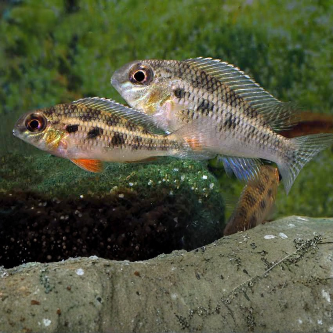 Crenicara punctulata talla 4-6cm
