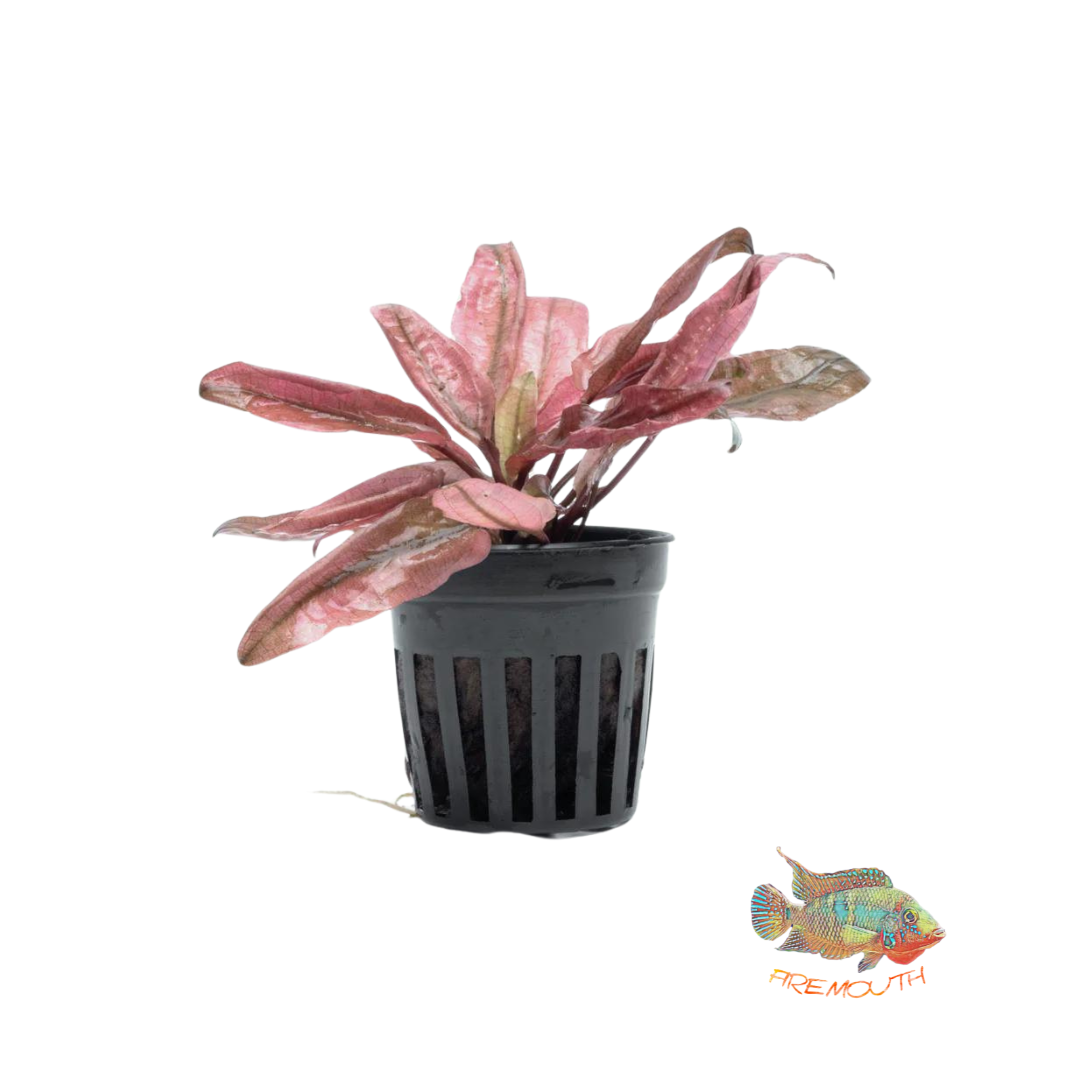 Cryptocoryne flamingo | oferta