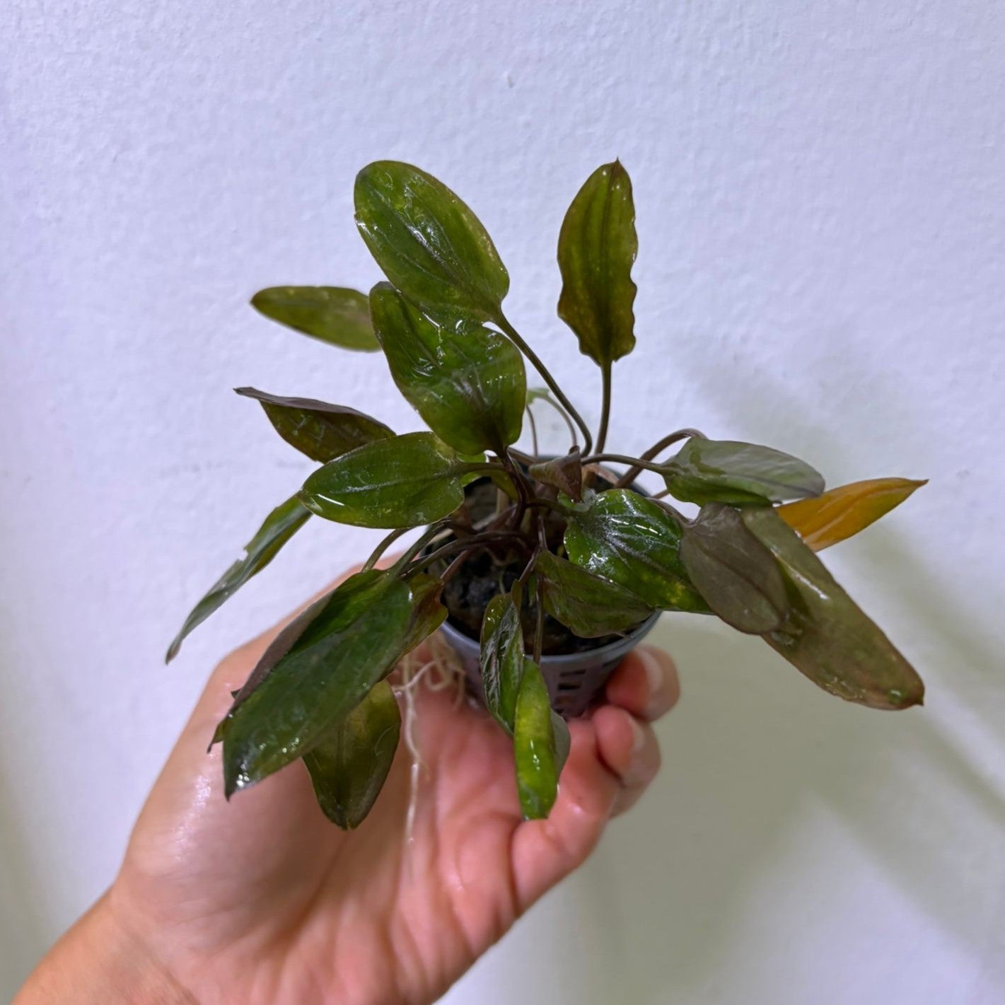 Cryptocoryne nevelli | oferta