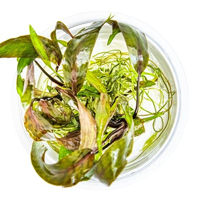 Cryptocoryne nurii in vitro