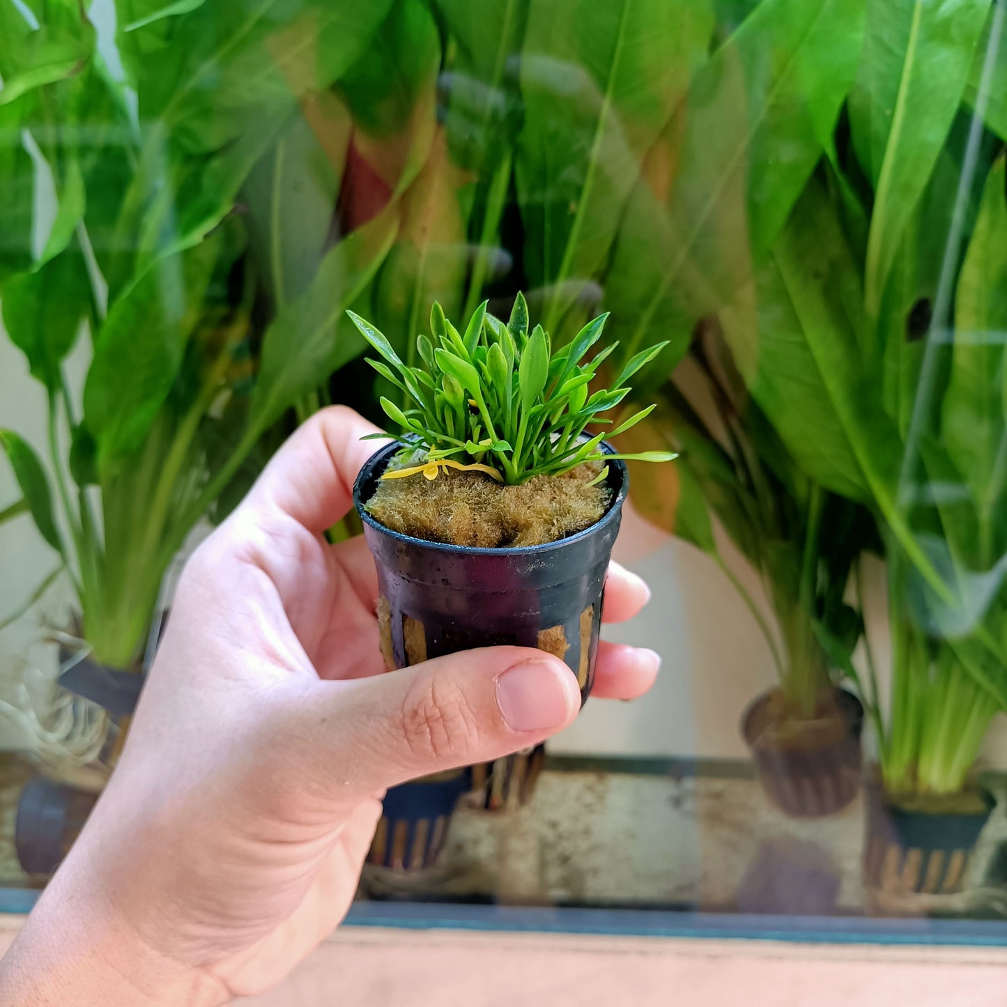Cryptocoryne parva | oferta