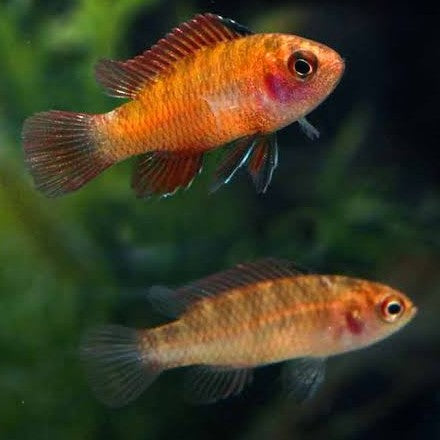 Dario Hysginon talla md-lg