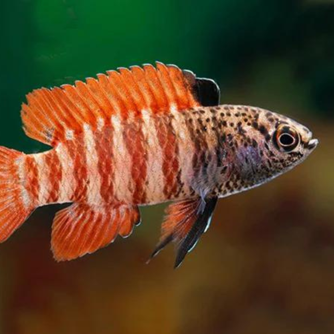 Dario sp.BLACK-TIGER