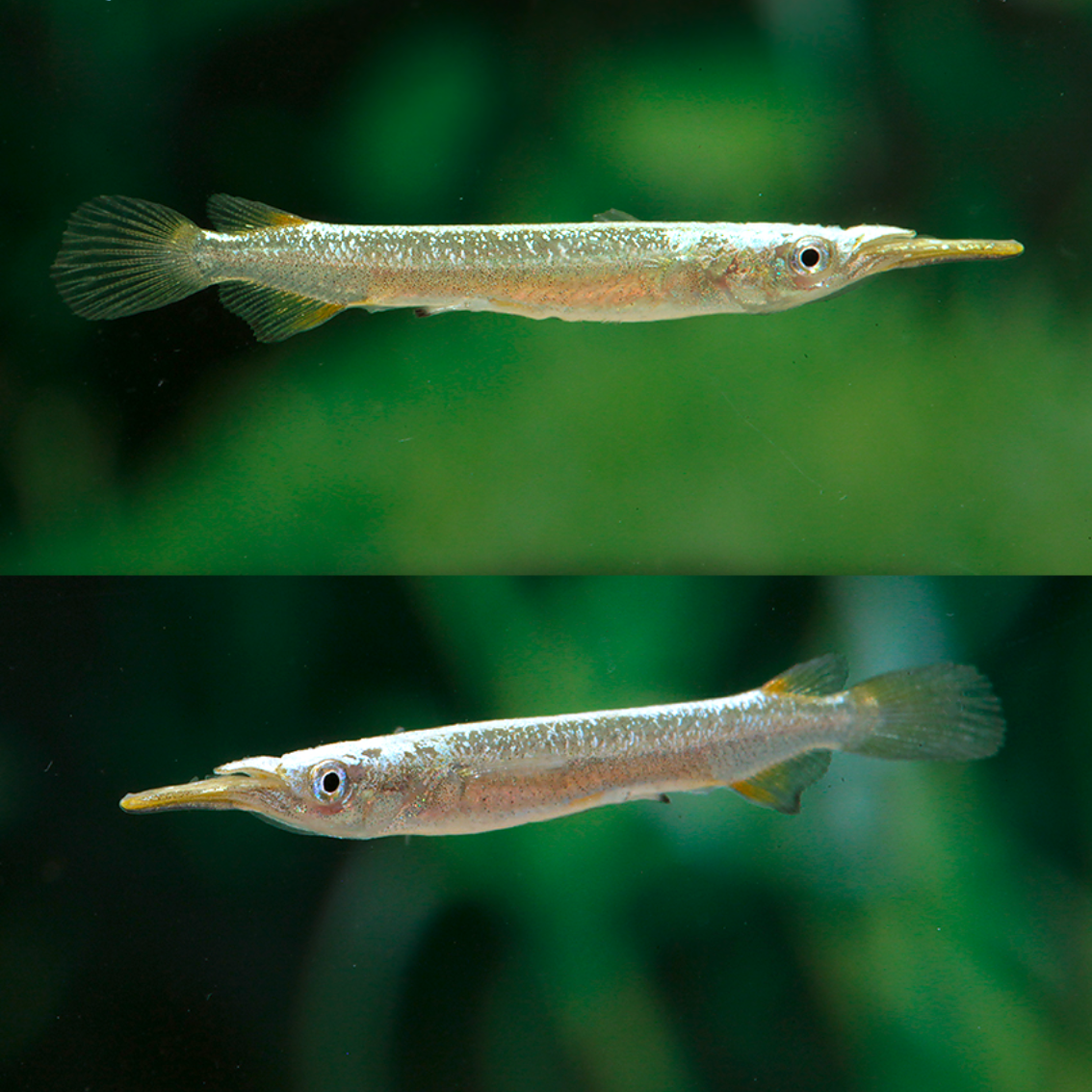 Dermogenys pusillus Silver White