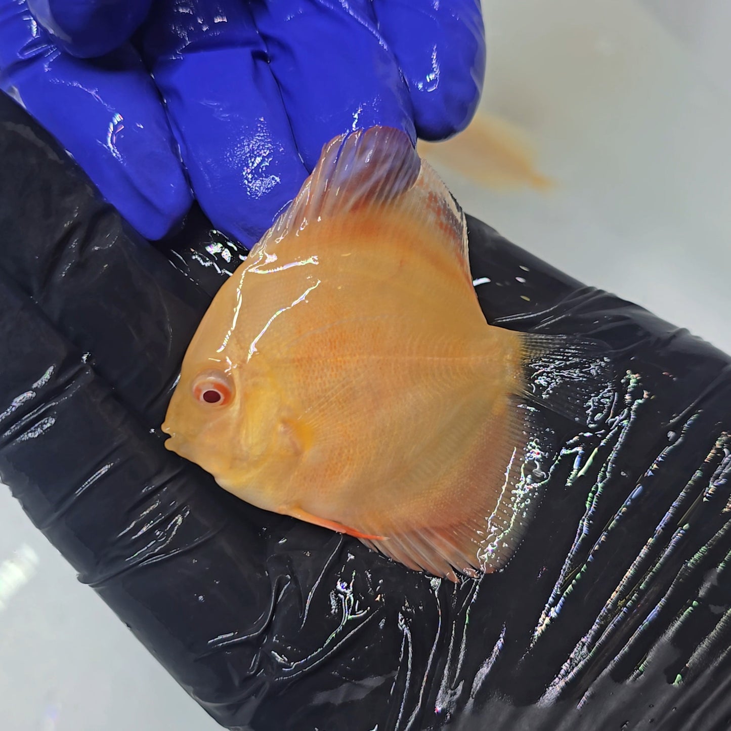 Disco Alenquer Albino 7cm nº 2 - Winson Lau