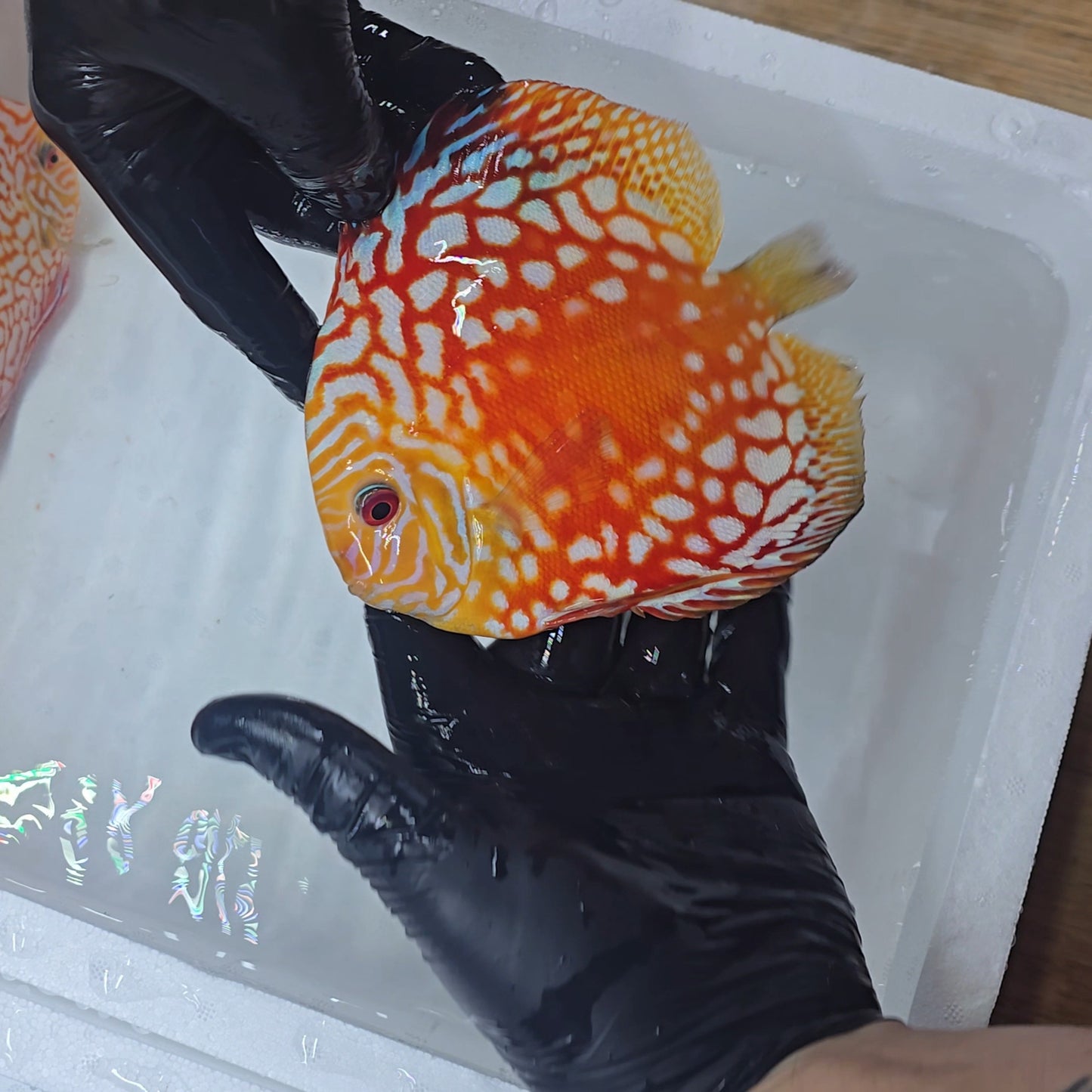 Disco Rafflesia + 15cm PAREJA CONFIRMADA