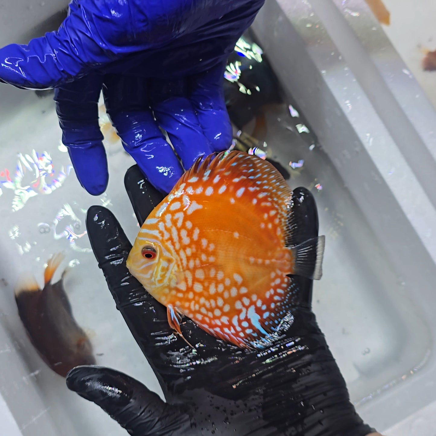 Disco rafflesia 10-13cm - 1