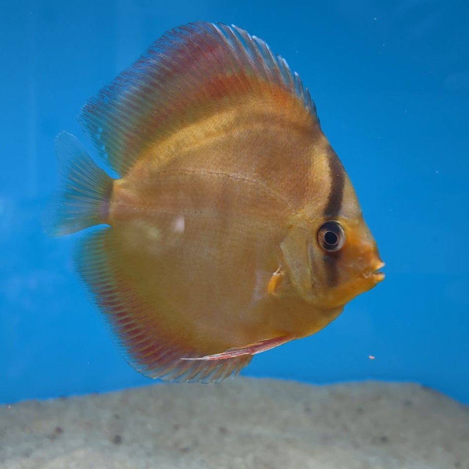 Disco Sanmerah Premium 10-12cm