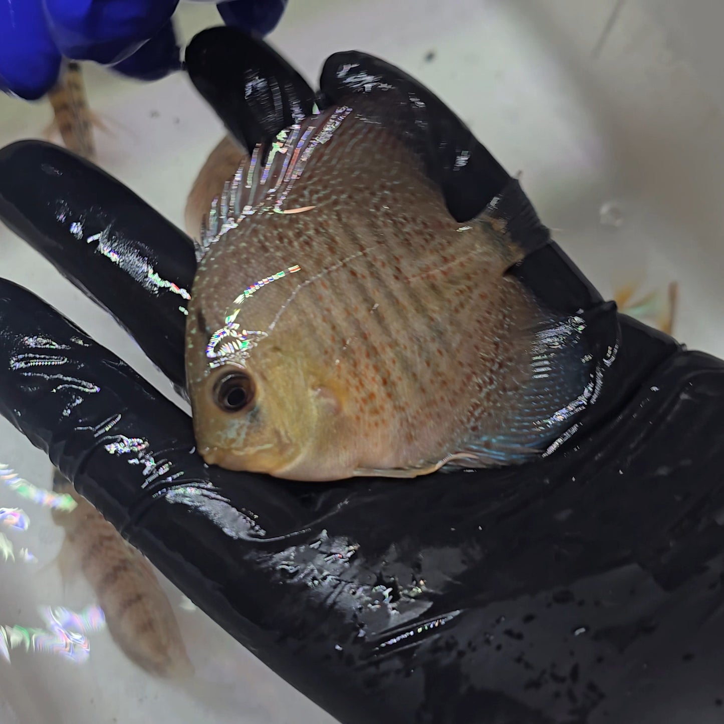 Disco Snakeskin 8-9cm