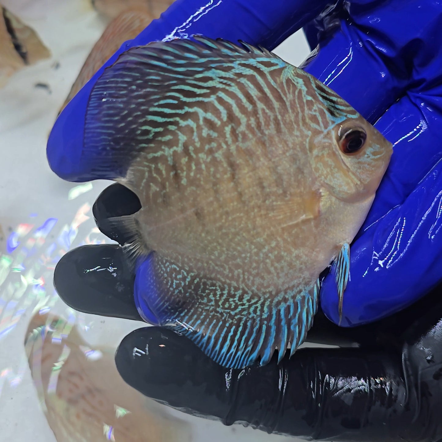 Disco Snakeskin Tiger 8-9cm