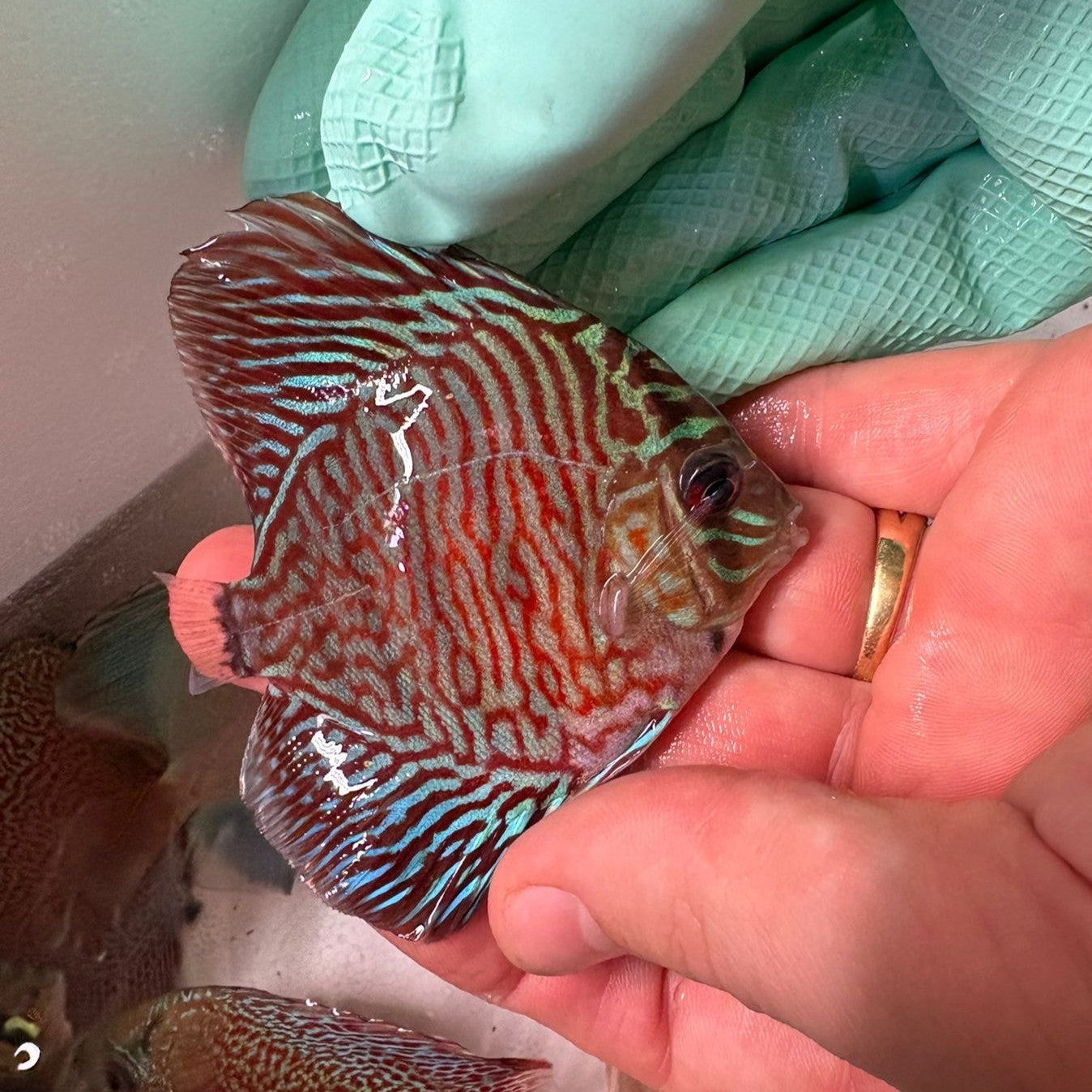 Disco rojo turquesa tiger 8-9cm nº 2