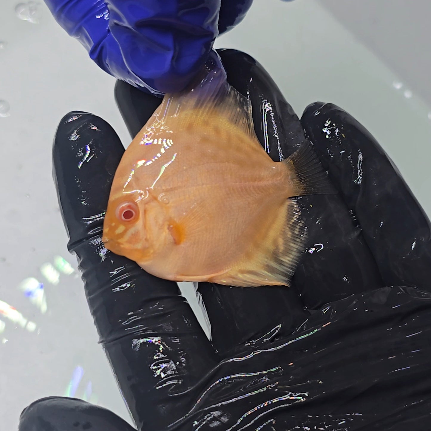 Disco White Butterfly Albino 7cm - Winson Lau