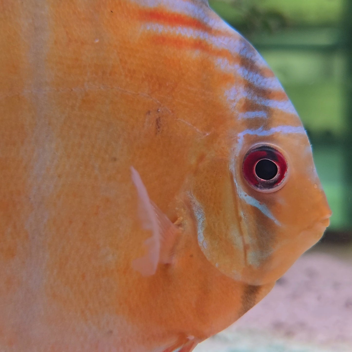 Disco Wild Green Tefé 9-12 cm