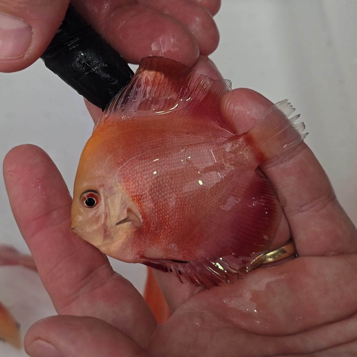 Disco Red Golden Diamond 9-12cm nº 11 - Winson Lau