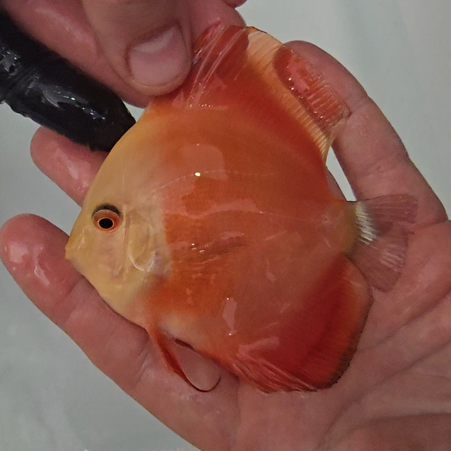 Disco Red Golden Diamond 9-12cm nº 12 - Winson Lau