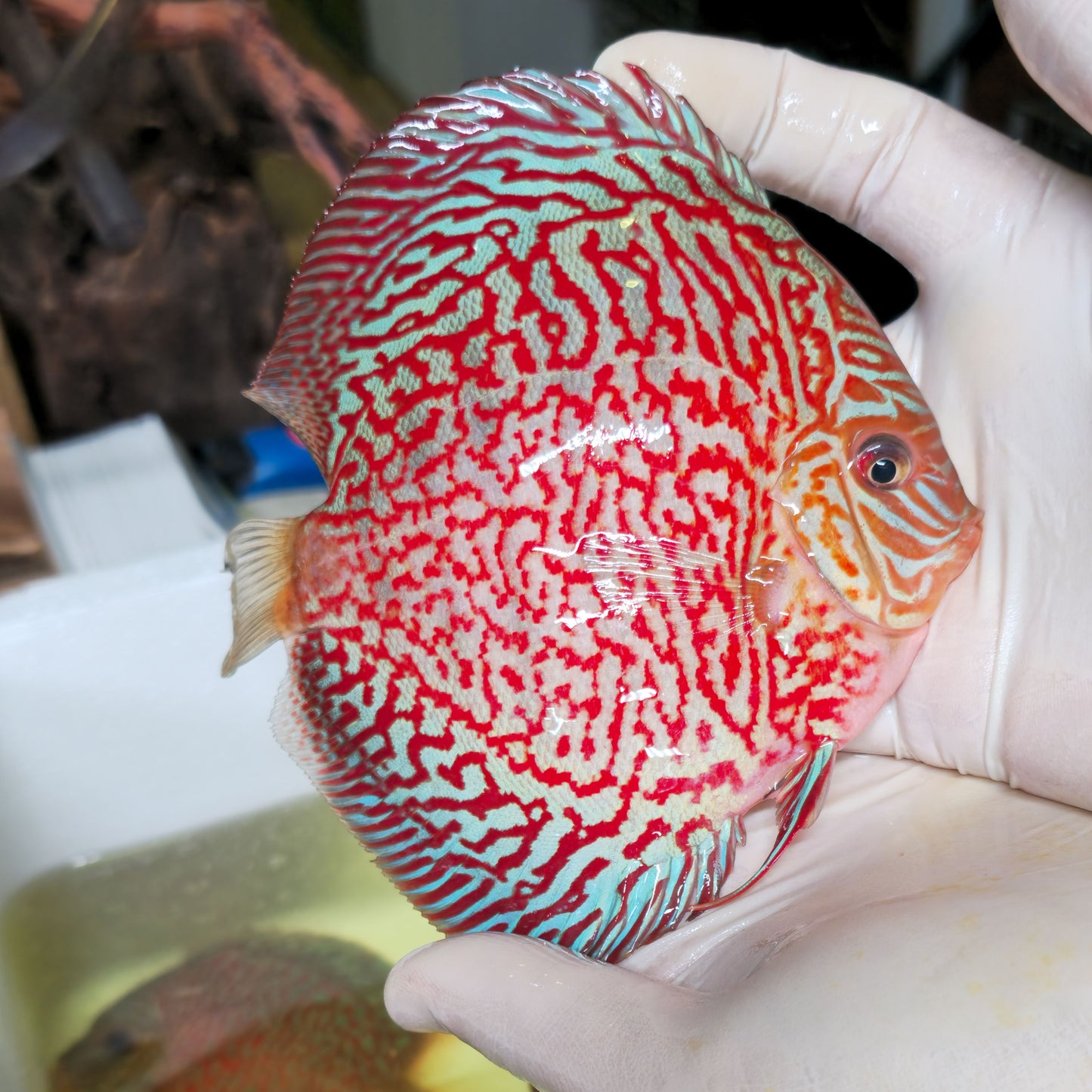 Disco Tiger Turquoise talla 14cm Jackon Keong | Ejemplar 5