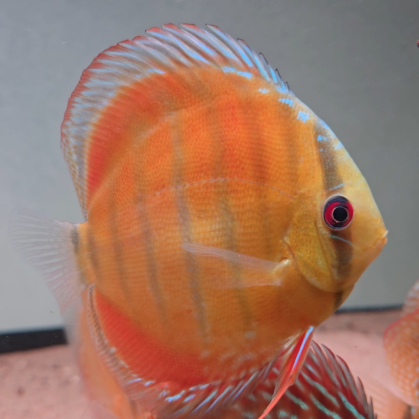 Symphysodon discus alenquer red cuipeua 12-14 cm nº 5 - Hudson Crizanto