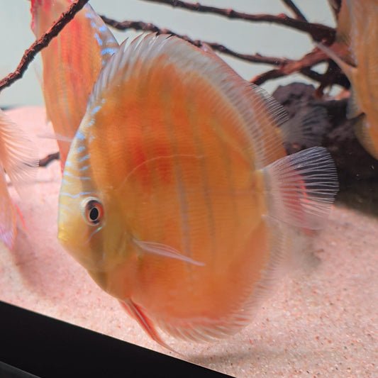 Symphysodon discus alenquer red cuipeua 12-14 cm nº 8 - Hudson Crizanto