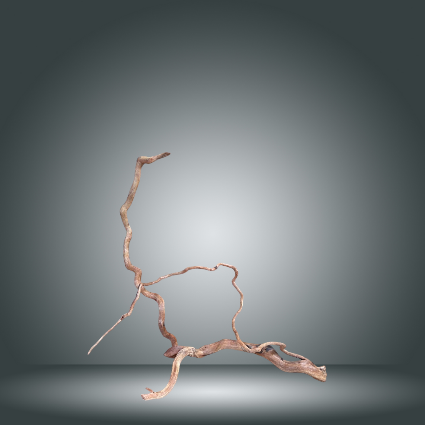 Rama Snake 13E - 009 aprox. 60/80cm