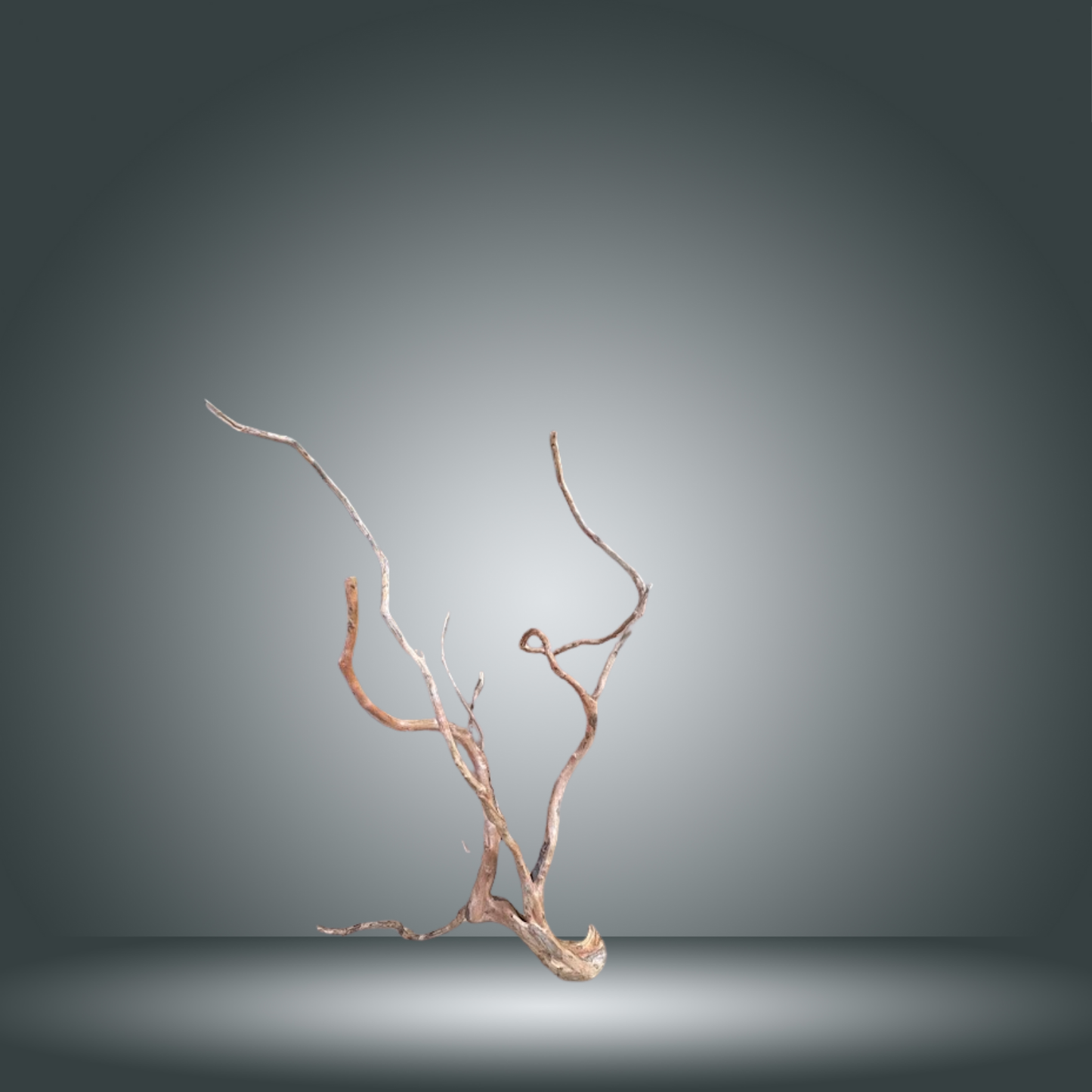 Rama Snake 13E - 014 aprox. 60/80cm